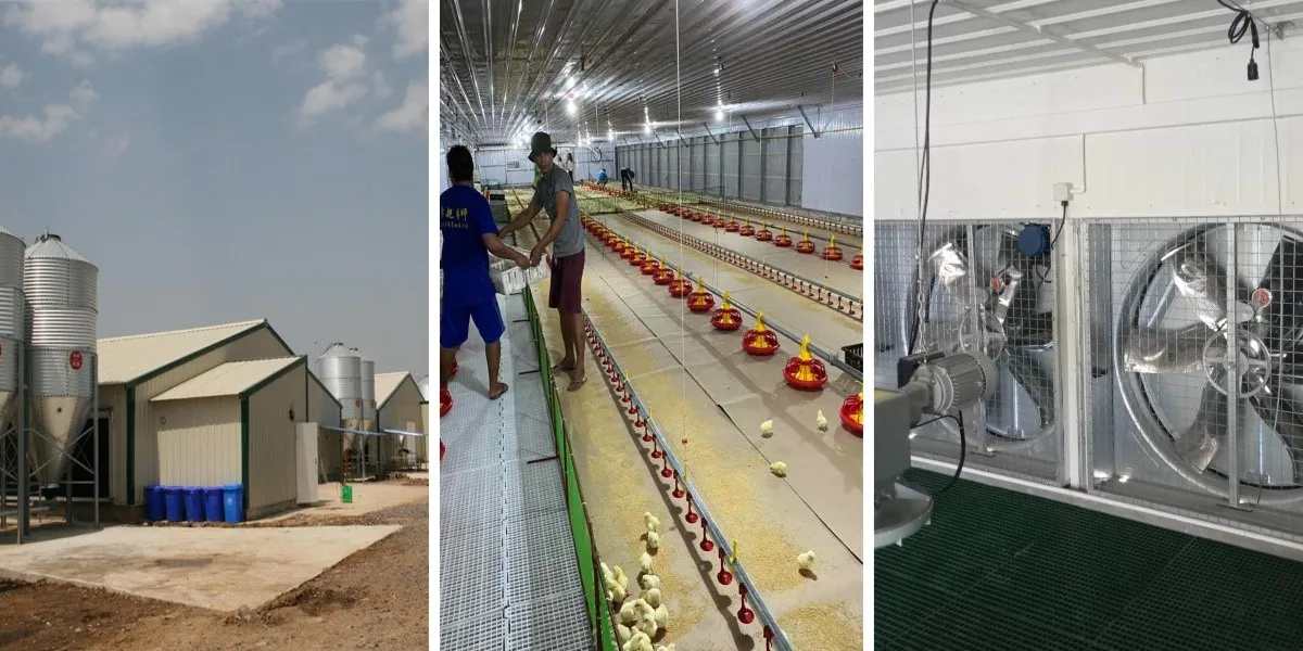 chicken farm